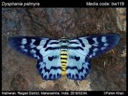 Image result for Dysphania procera