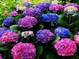 Pruning for these usually takes place in late summer. Hortensias Hydrangea Colors Hydrangea Flower Amazing Flowers
