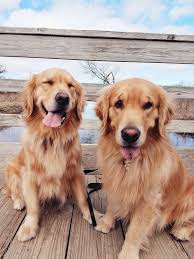 Golden Retriever Cute Dogs Dogs Golden Retriever Retriever Puppy