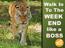 Walk Into The Weekend Like A Boss Memes Quotes Bigcatrescue Bigcats Arzoo Bigcatrescue Big Cat Rescue Big Cats Like A Boss