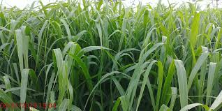 Image result for Panicum maximum