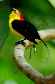 Bird On A Wire Movie Vancouver Pin By Melinda Benedict On Natures Birds As Art 4 Beautiful Birds Most Beautiful Birds Pet Birds