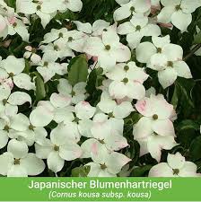 Schauen sie doch mal rein! Mein Schoner Garten Vogelschutz Hecke Bird Lover 16 Pflanzen In 2020 Pflanzen Hecke Garten