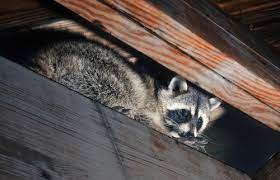 Xceptional wildlife removal provides complete nuisance wildlife control and removal services. Animal Control In Nj New Jersey Animal Control