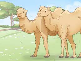May pet camel (page 1). How To Care For A Camel With Pictures Wikihow