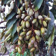 Image result for Cedrela