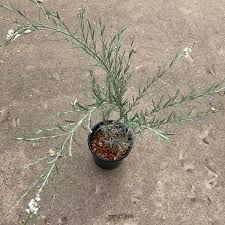 Image result for Gomphostigma