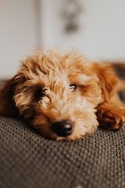 Definitely a five star breeder. Goldendoodle Puppy Goldendoodle Puppy Puppies Goldendoodle