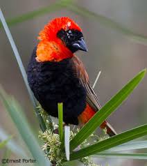 Southern Red Bishop - SANBI