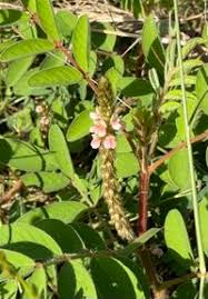 Image result for Indigofera astragalina