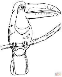 Toucan coloring page for preschool. Toucan On The Tree Coloring Page Free Printable Coloring Pages Coloring Home