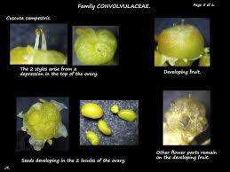 Image result for Cuscuta australis