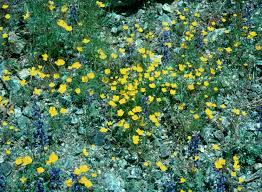 Image result for Eschscholzia