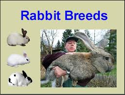 Small rabbits, such as pygmy rabbits, can be as little as 8 inches (20 centimeters) in length and weigh less than a pound. Rabbit Breeds List Breeds Of Rabbits Chart Info Photos