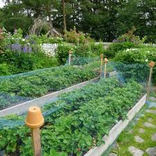 Mias Landliv Juli 2011 Berry Garden Garden Netting Plants