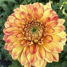 Maybe you would like to learn more about one of these? Floral Root Lake Ontario Dahlia Been Waiting For This One S Appearance Dahlias Floralroot Mohawkvalley Uticany Albanyny Wholesaleflowers Facebook