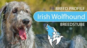 They are sighthounds, fast and strong, and accounts involving dogs going through invisible fences with tragic results are heard all too often. Irish Wolfhound 2021 Breed Temperament Training Youtube