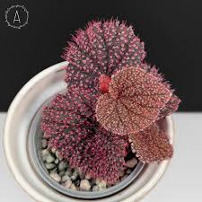 Image result for Begonia iucunda