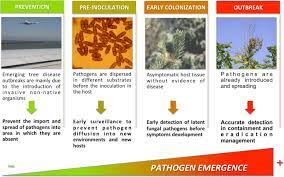 It helps understand political, economic, social and technological factors that may affect a company. Fast And Reliable Molecular Methods To Detect Fungal Pathogens In Woody Plants Springerlink