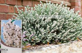 Image result for Erica wildii