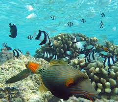 Black And White Striped Saltwater Fish Florida Fish That Inhabit Coral Reefs Are Numerous And Diverse In Foreground Is An Orange Lined Triggerfish With Sp Tropical Fish Marine Fish Saltwater Aquarium Fish