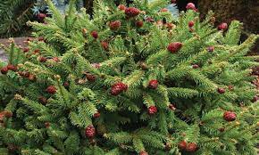 This attractive, dwarf sprawling evergreen shrub makes a beautiful, easy to grow accent or mass planting. Pusch Dwarf Norway Spruce Knowledgebase Johnson S Nursery