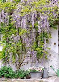 After your trellis is in place, tie individual branches to the cable to train it to grow alongside the grid. Wisteria Wall Garten Bepflanzung Gartengestaltung