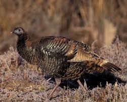 Big Birds That Look Like Turkeys Wild Turkey Wild Turkeys Wild Turkey Birds Turkey