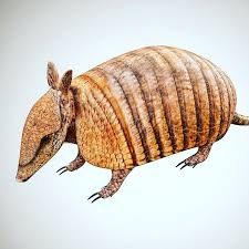 Armadillo 3d Model Low Poly Rigged Game Ready In 2020 Low Poly Low Poly Games Poly