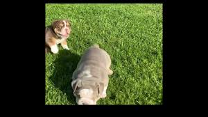 Are great pyrenees the right breed for you? English Bulldog Puppies For Sale In California Craigslist 07 2021