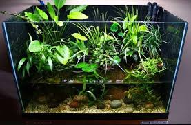 Difference Between Aquarium Terrarium Riparium And Paludarium Shrimp And Snail Breeder Aquarium Design Biotope Aquarium Aquascape Aquarium