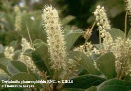 Image result for Terminalia phanerophlebia