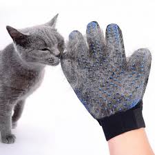 Nume de pisici nume de motani. 200 De Idei Pentru Nume De Pisici Cu Pisici