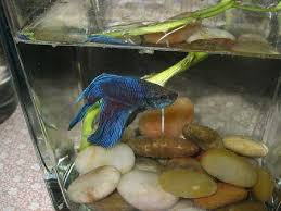 Tips To Diagnose Sick Betta Fish