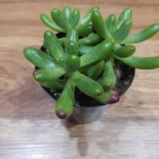 Sedum Rubrotinctum Succulent Aka The Jellybean Succulent A Cute Little Plant To Be Sure Sedum Sedumrubrotinctum Jellybean Plants Succulents Little Plants