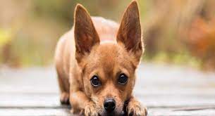 Veterinary appointments, pet food, dog walkers and miscellaneous supplies are just some of the expenses you'll face when you own a pup — with a price tag of about $1,400 in your first year of dog ownership, according to the aspca. Cheapest Dog Breeds 20 Most Budget Friendly Dogs Of 2021