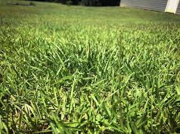 Centipede grass is a low maintenance grass, in part because it grows more slowly than a lot of other grasses. Centipede Grass Care By Season Thriving Yard