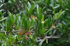 Image result for Diospyros mafiensis