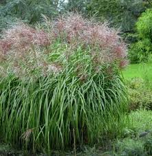 Der unterschied liegt in den malerisch überhängenden blattspitzen. Chinaschilf Roter Pfeil Grosser Topf Miscanthus Sinensis Roter Pfeil