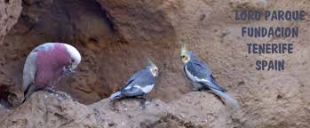 Resultado de imagen de imagenes de loro parque