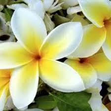 The following photos will allow you to identify vine and other climbing plants. Fragrant Flowers Of Hawaii Owlcation