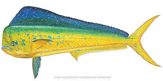 Dorado Mahi Mahi By Flick Ford Mahi Mahi Fish Art Mahi Fish