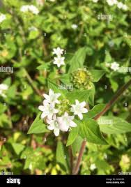 Image result for Richardia brasiliensis