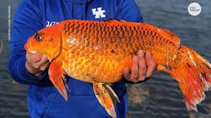 How big does the tank need to be for my goldfish to grow fast? Man Catches 20 Pound Goldfish In Kentucky Using Leftover Biscuit