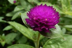 Image result for Gomphrena globosa