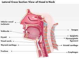 Learn everything about the neck anatomy with this topic page. 0514 Lateral Cross Sectional View Of Head And Neck Laryngeal Anatomy Medical Images For Powerpoint Ppt Images Gallery Powerpoint Slide Show Powerpoint Presentation Templates