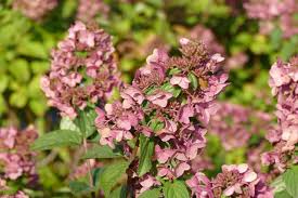 340,00 kč 295,65 kč bez dph 340,00 kč 295,65 kč bez dph ks. Hydrangea Paniculata Mega Mindy R Rispen Hortensie Haussermann Stauden Und Geholze