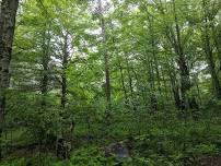 Merryspring Birding by Ear