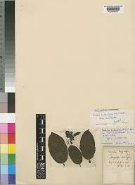 Image result for Bridelia brideliifolia