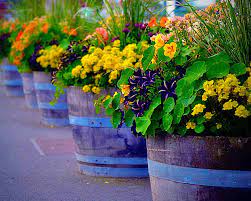 Nothing looks more natural nor goes better than a butterfly on a flower. 30 Flowering Container Garden Ideas